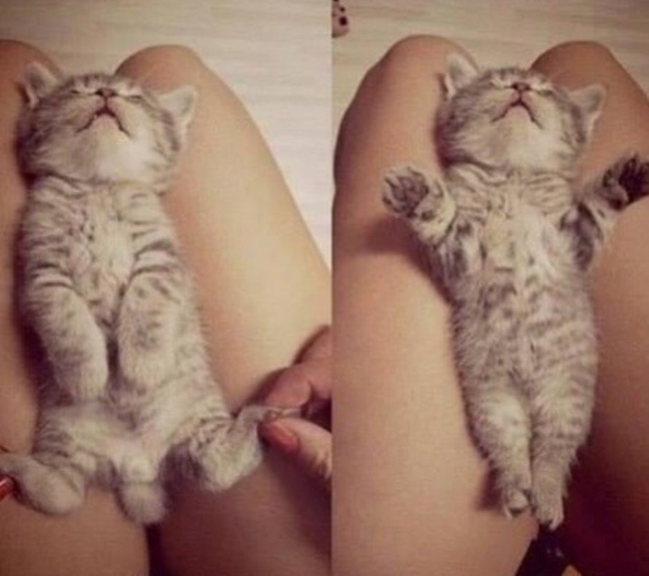 Вислоухие новорожденные котята