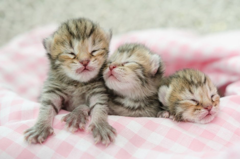 Самый маленький кот в мире