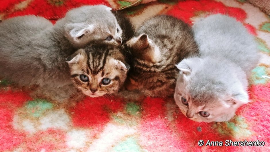 Вислоухие котята только родившиеся