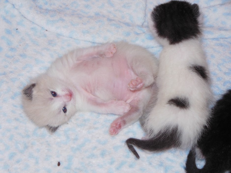 Новорождённые котята вислоухие Шотландские