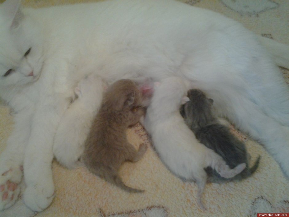 Новорожденные котята скоттиш фолд