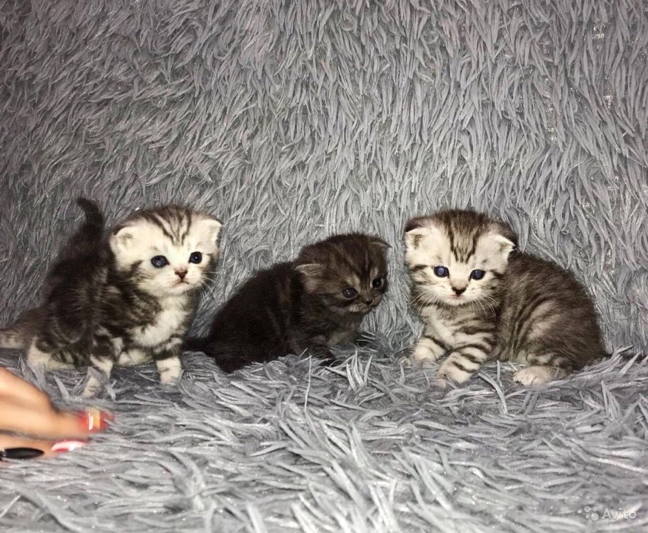Новорожденные котята вислоухие