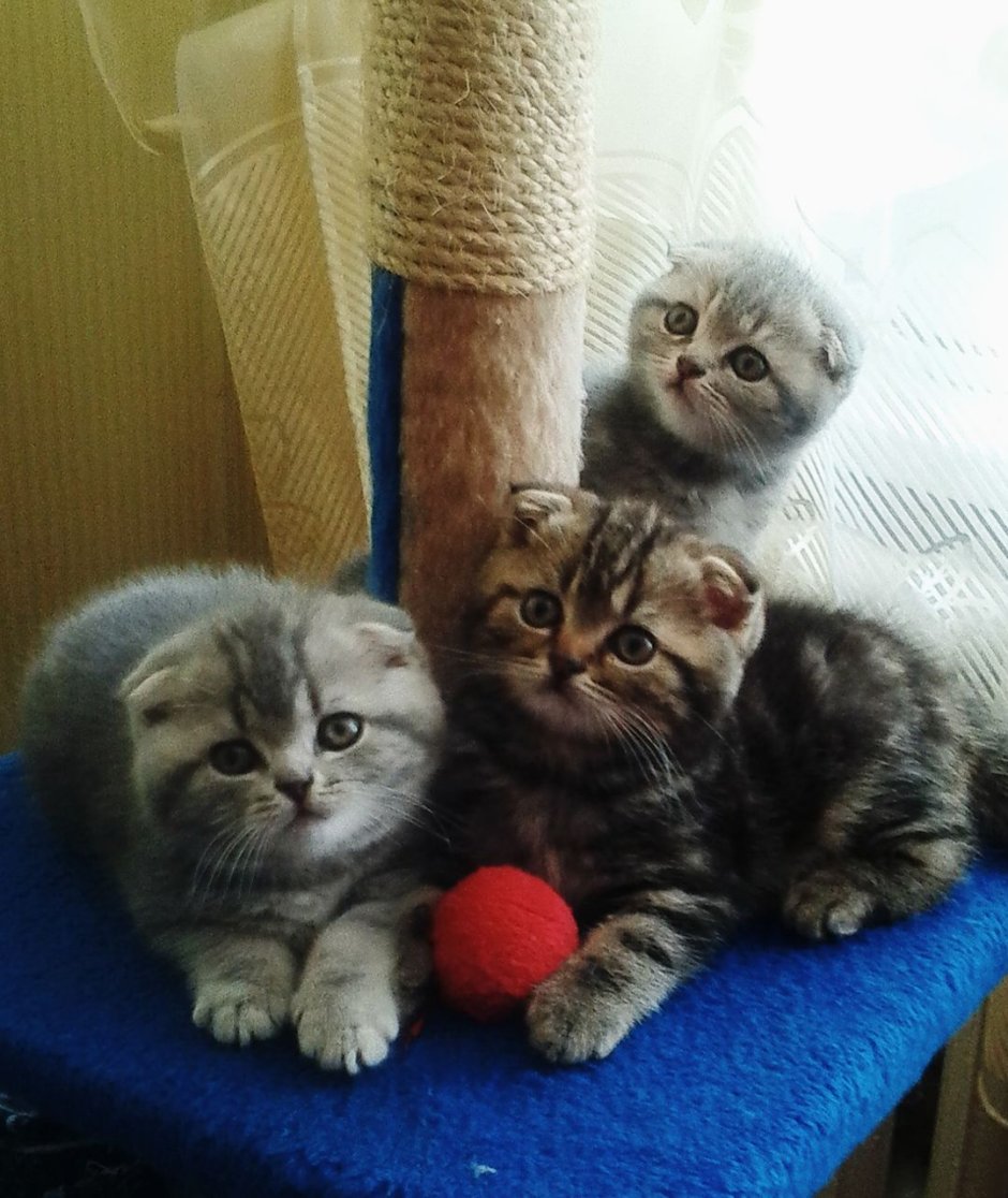 Новорожденные котята Шотландские прямоухие