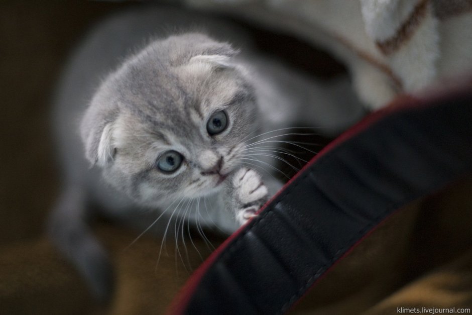 Спящий новорожденный котенок