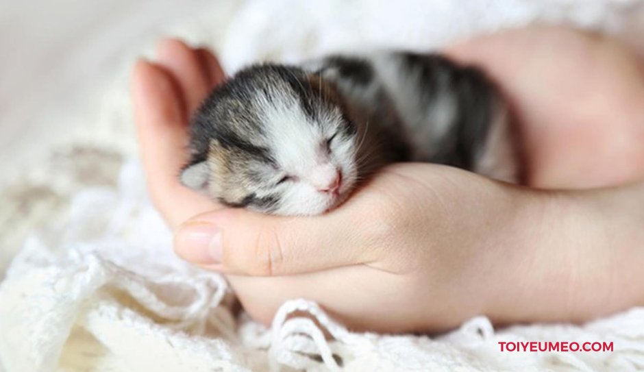 Бенгальские котята Новорожденные