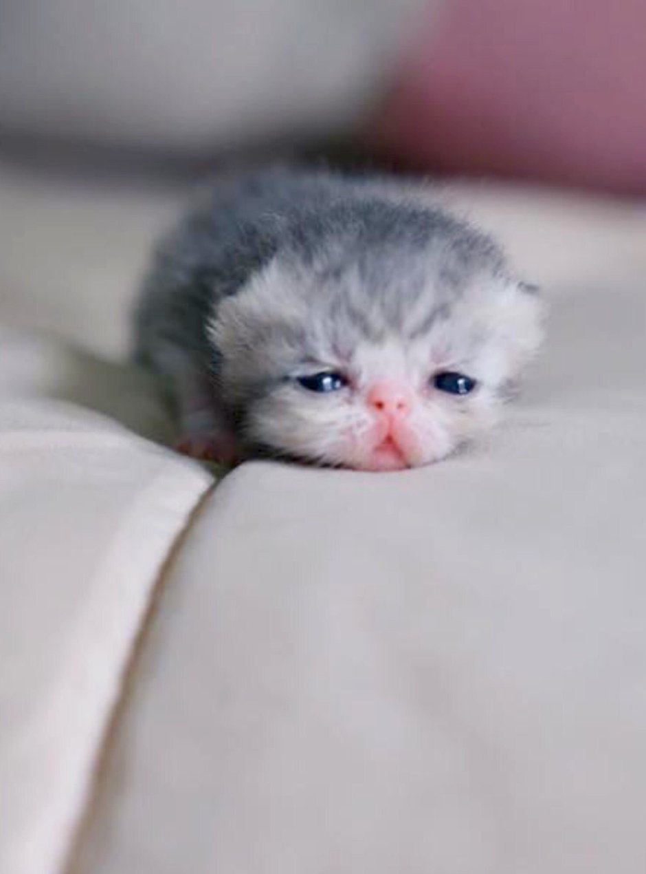 Как красиво сфоткать котят