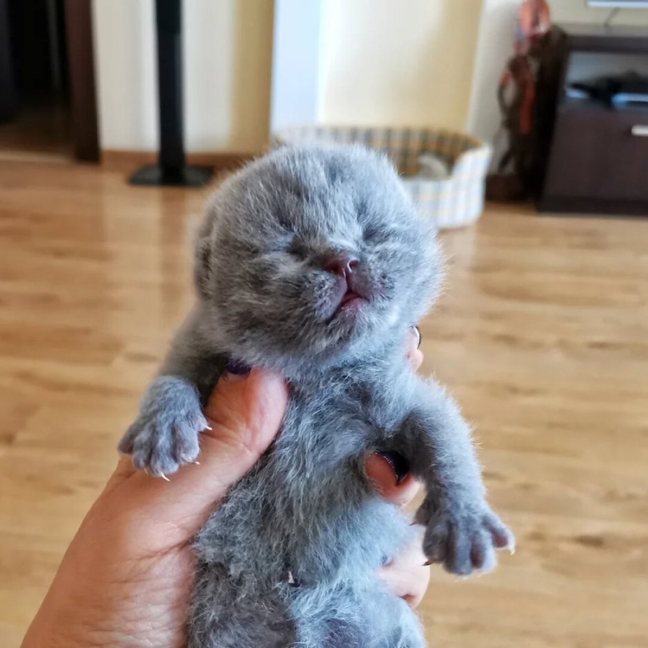 Вислоухие котята шотландцы Новорожденные