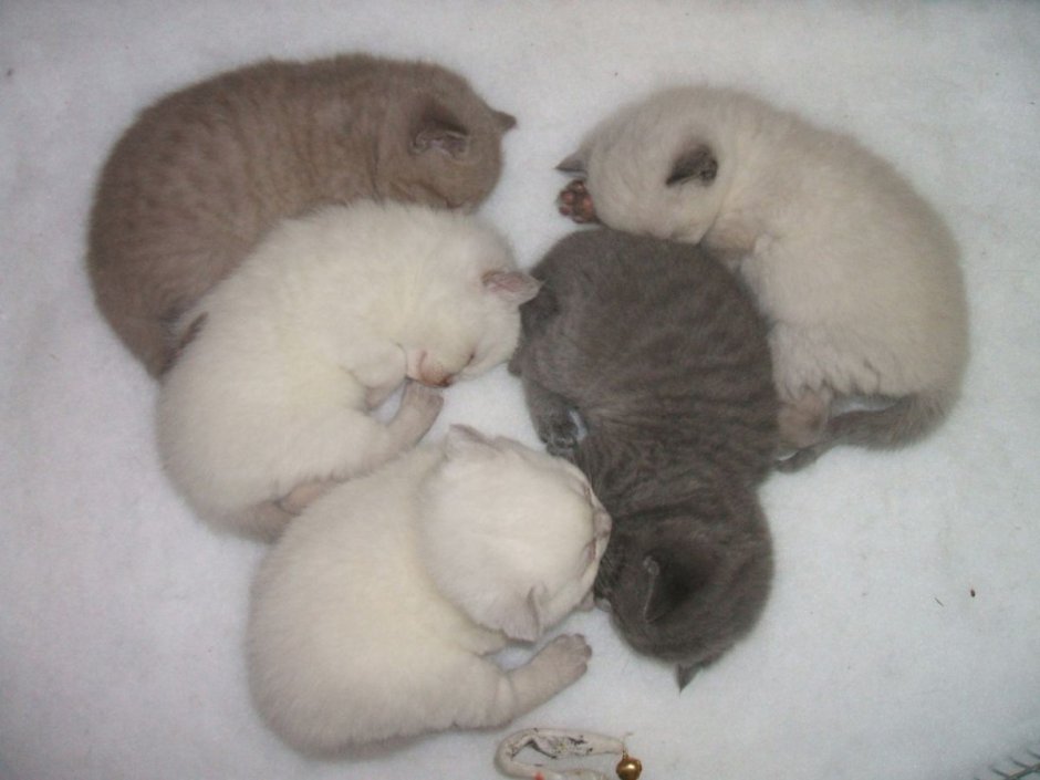 Шотландская вислоухая кошка спит