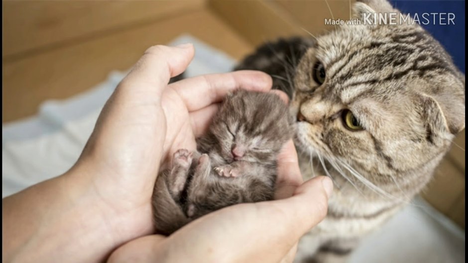 Новорожденные Шотландские котята