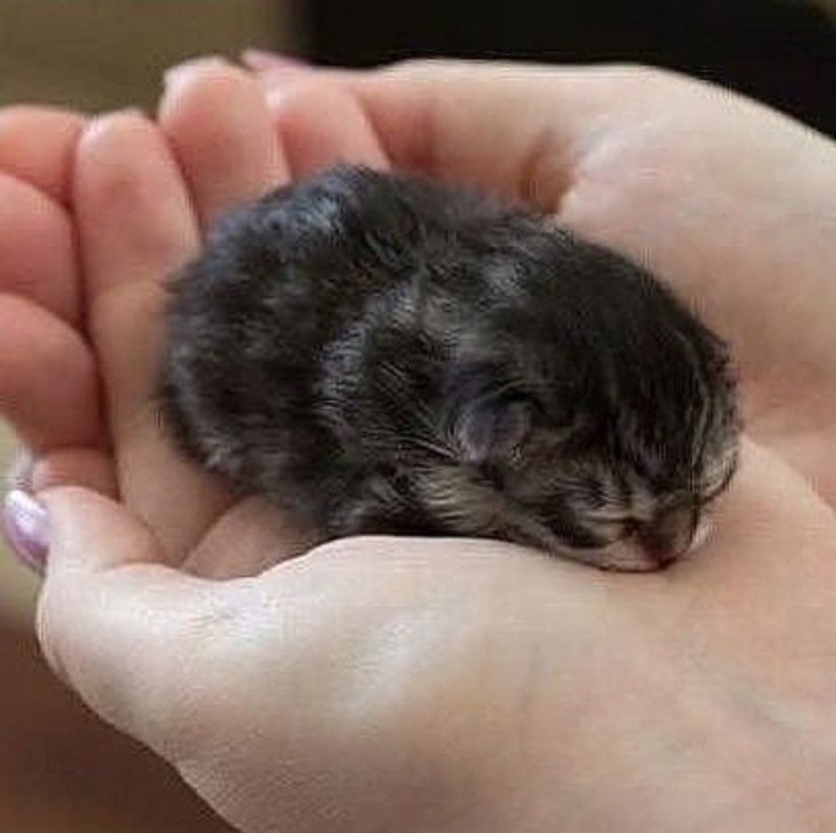 Новорожденный вислоухий котенок