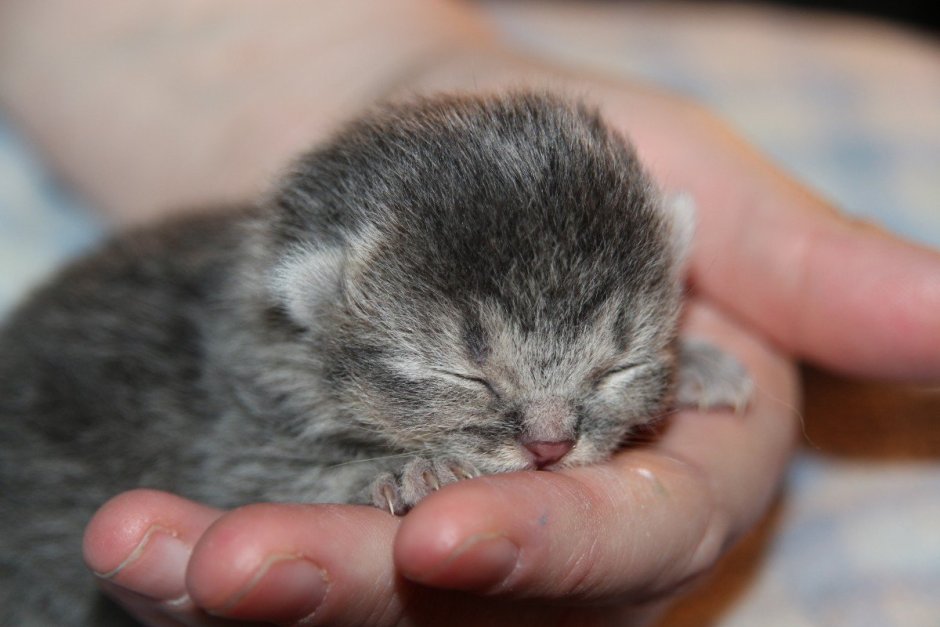 Маленький котенок