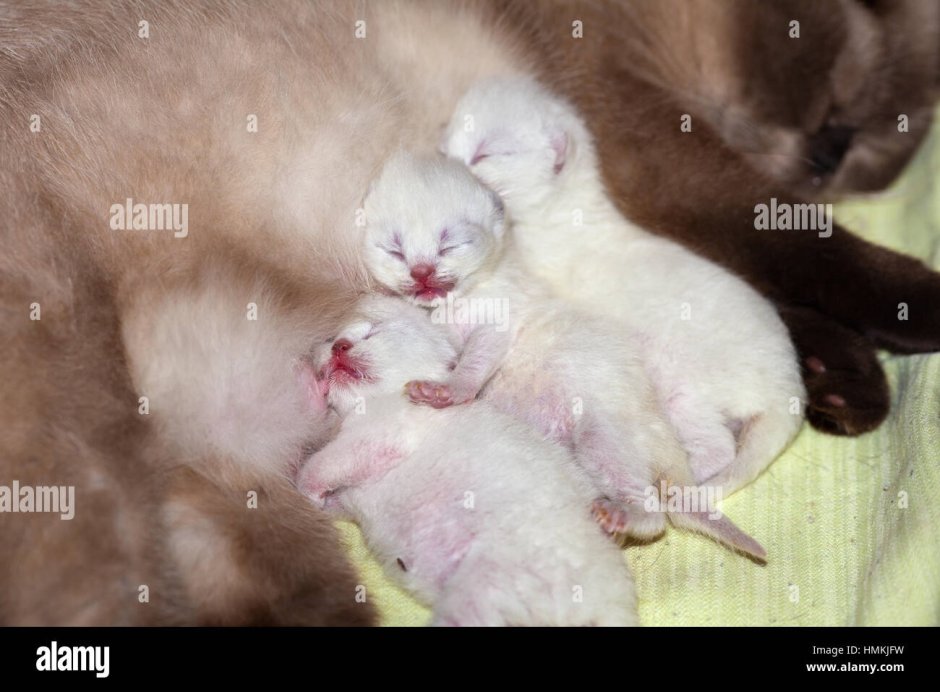 Новорожденные котята Шотландские вислоухие