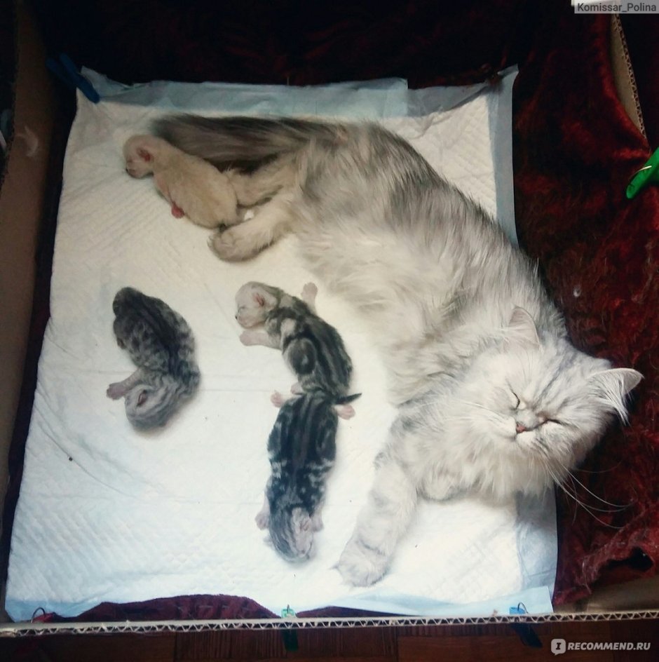 Британские котята вислоухие Новорожденные