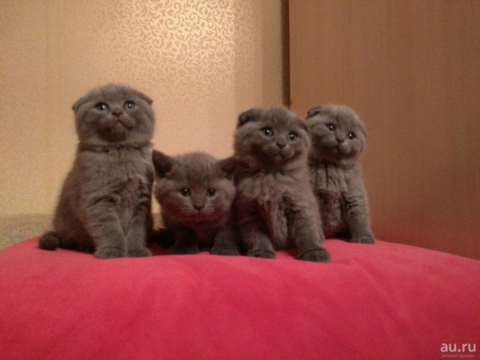 Серый новорожденный котенок