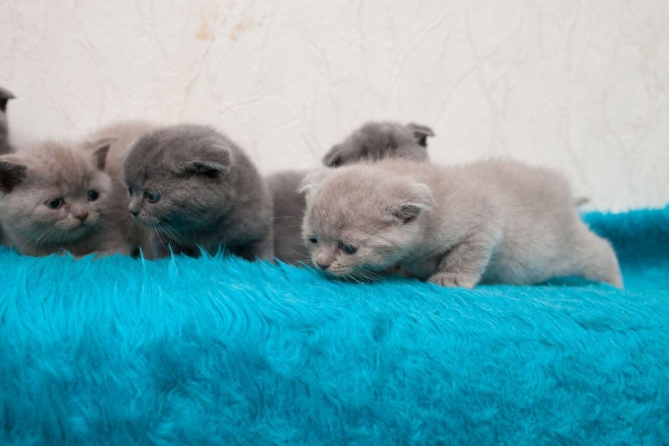 Маленький котенок