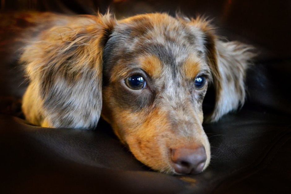 Chiweenie порода