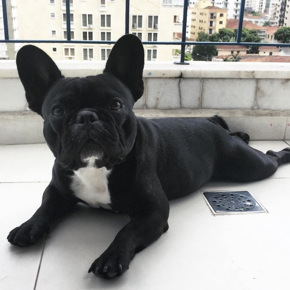Boston Terrier Puppy
