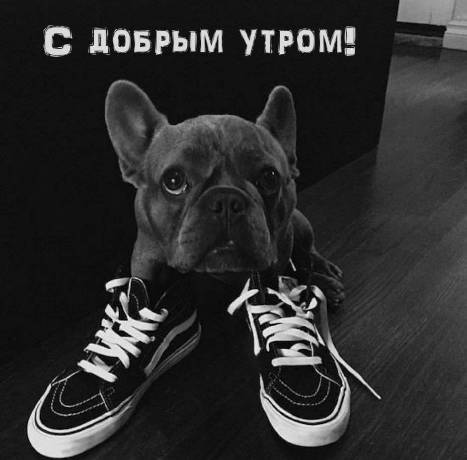 Французский бульдог черный