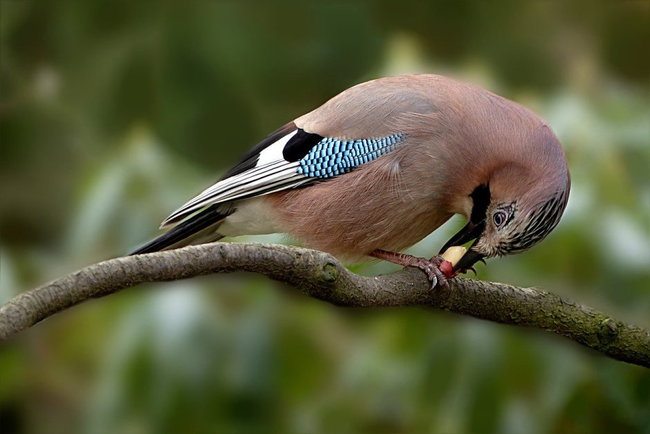 Garrulus glandarius птица