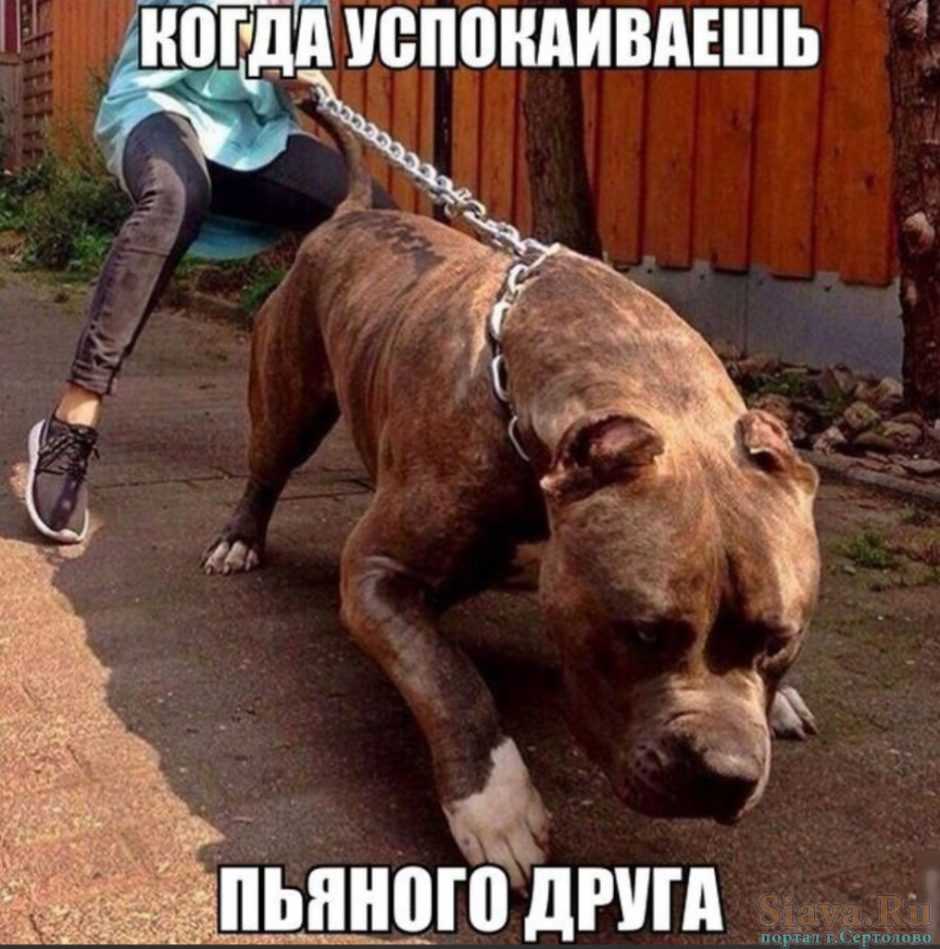 Европейский питбуль