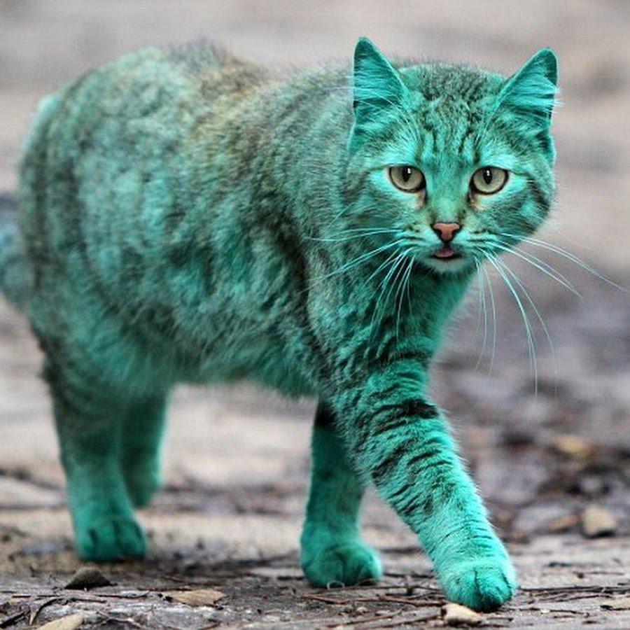 Giulialibard коты