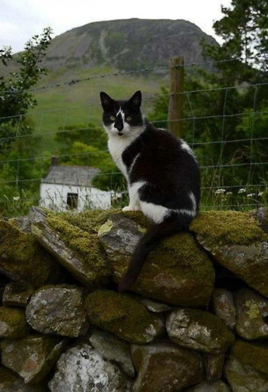 Котята на природе