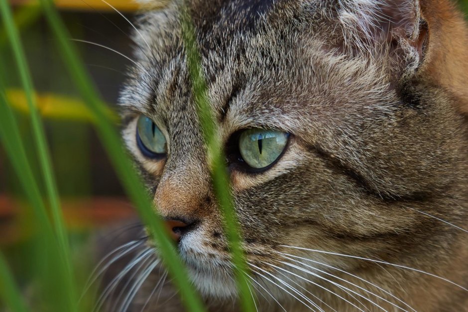 Ирландец порода кошек