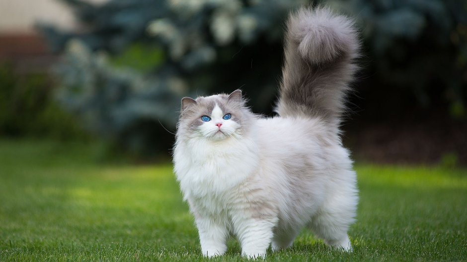 Кошка ирландская