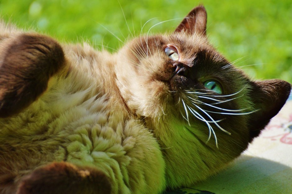 Шотландская вислоухая полосатая