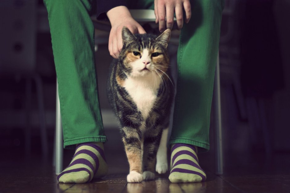 Сомалийская кошка рыжая