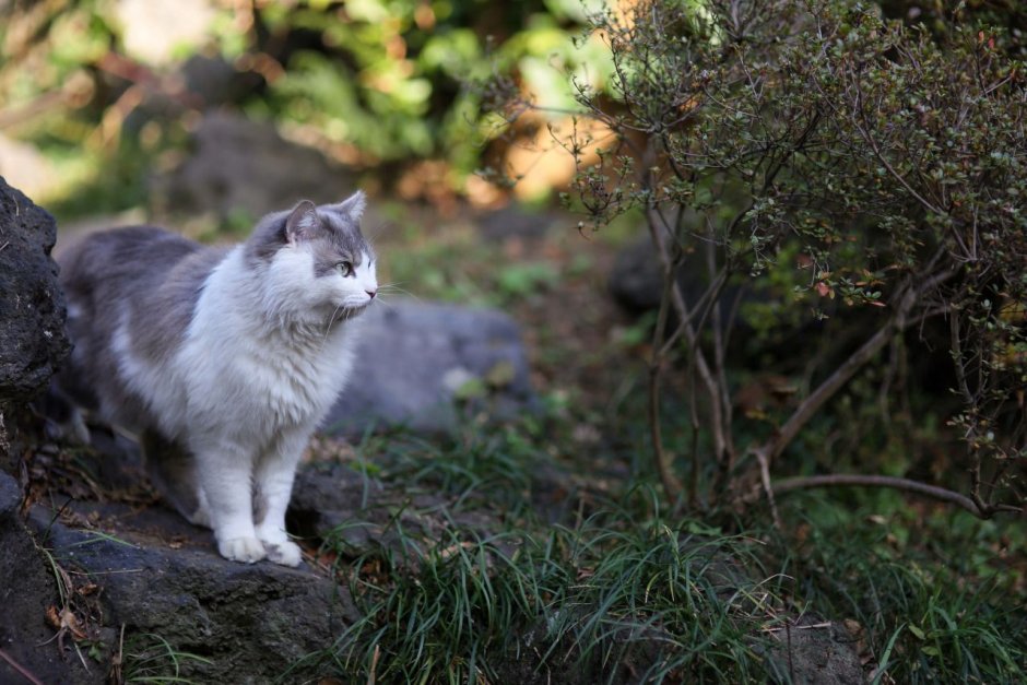 Ирландская порода кошек