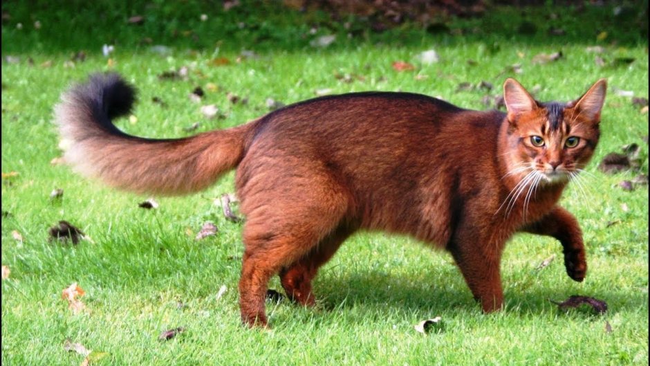 Кошка Британская вислоухая рыже белая