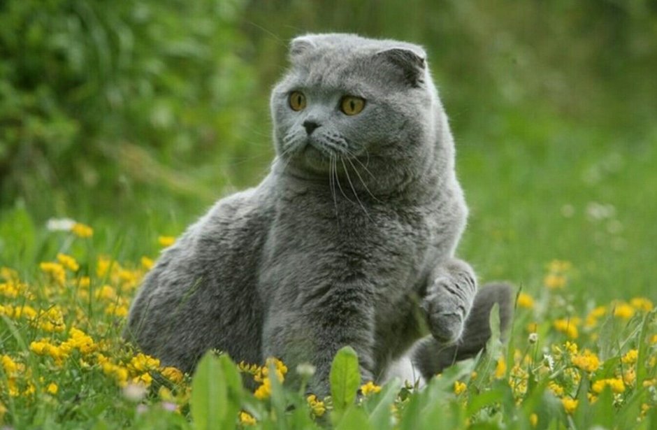 Британская вислоухая кошка