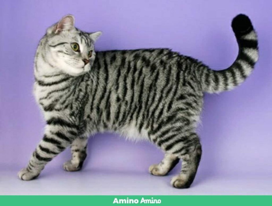 Серый кот порода шартрез