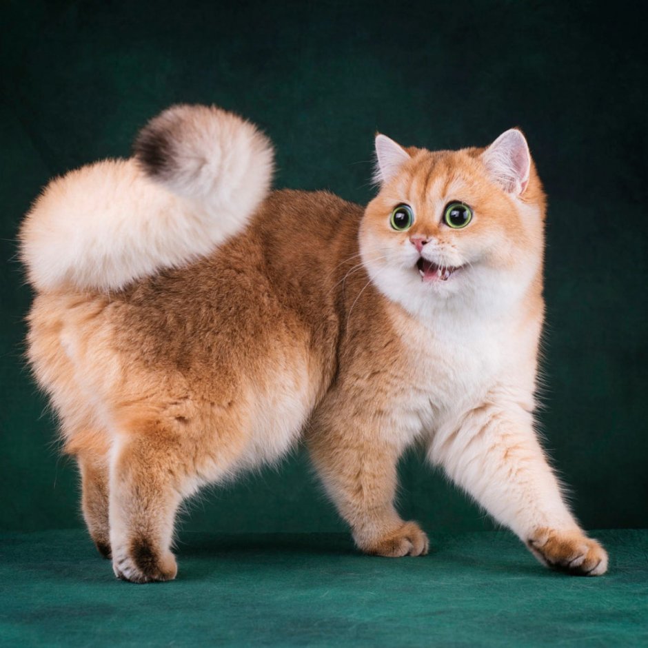 Сибирский голубая кошка короткошерстная