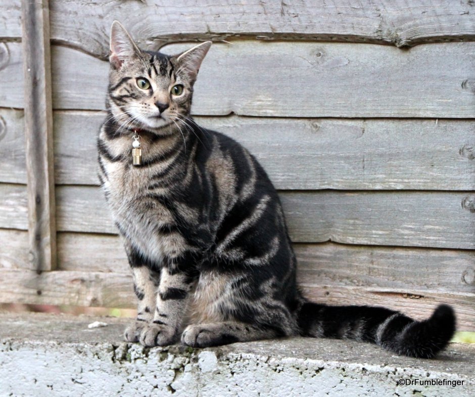 Ирландская порода кошек