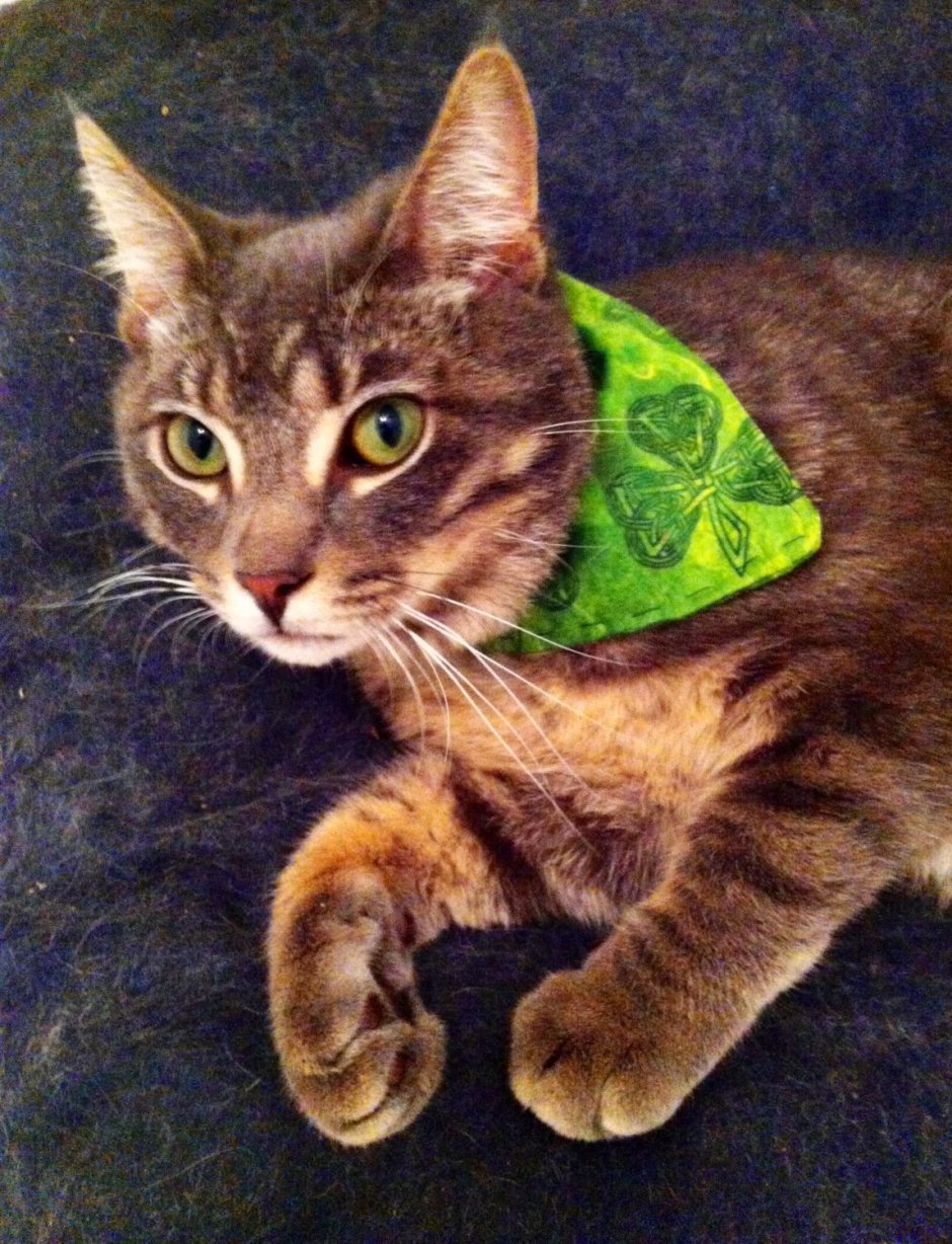 Кот ирландец