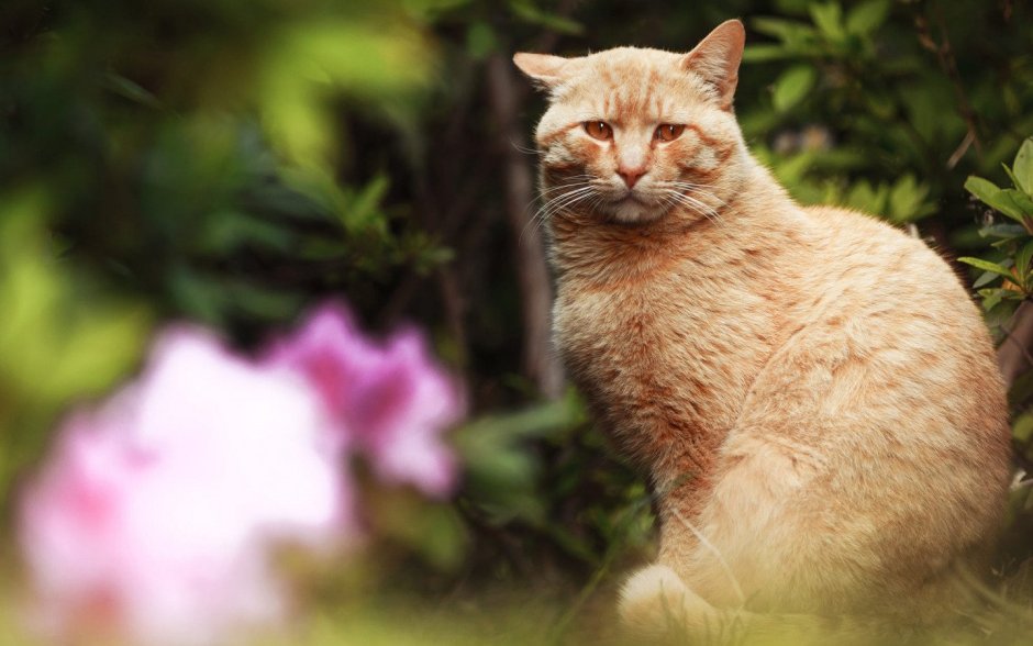 Ирландские коты