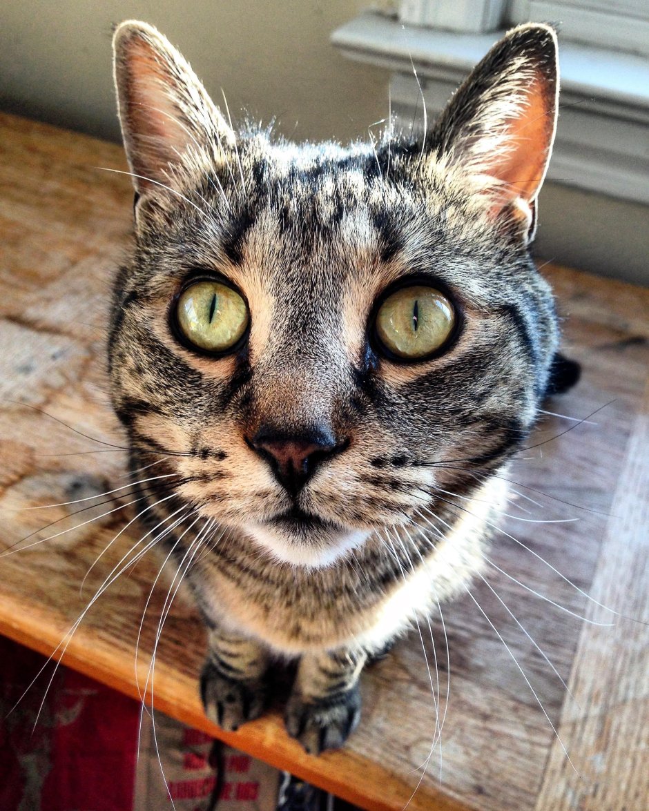 Сибирская кошка рыжая с белым