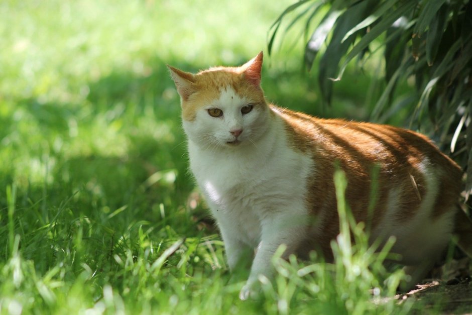 Дымчатый леопард меланист