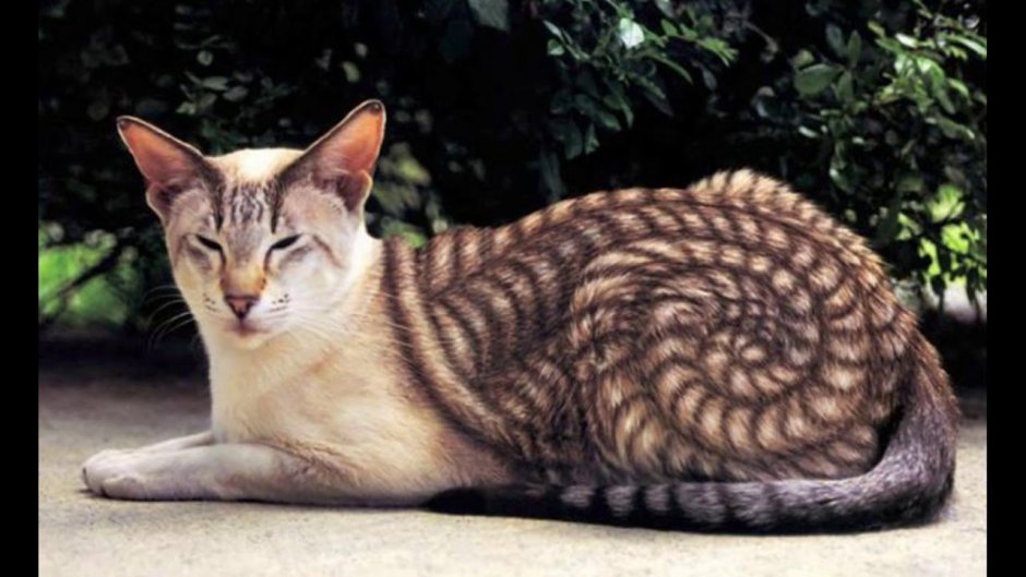 Дикая Лесная кошка