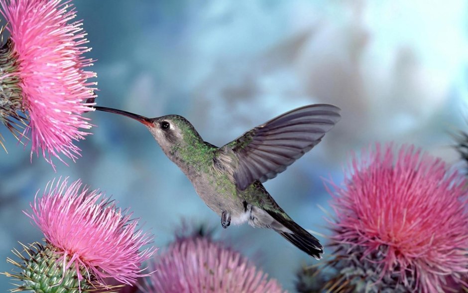 Marvelous Spatuletail