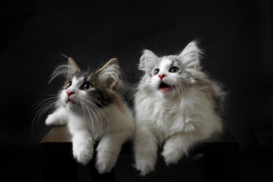 Норвежская Лесная кошка котята