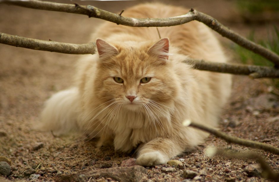 Норвежский Лесной кот рыжий