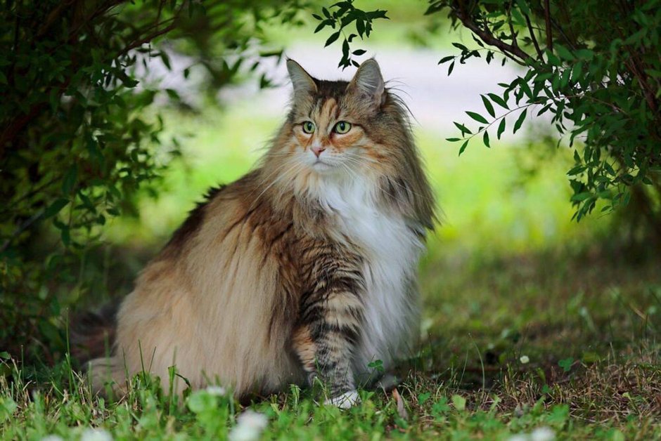 Людвиг Норвежская Лесная кошка
