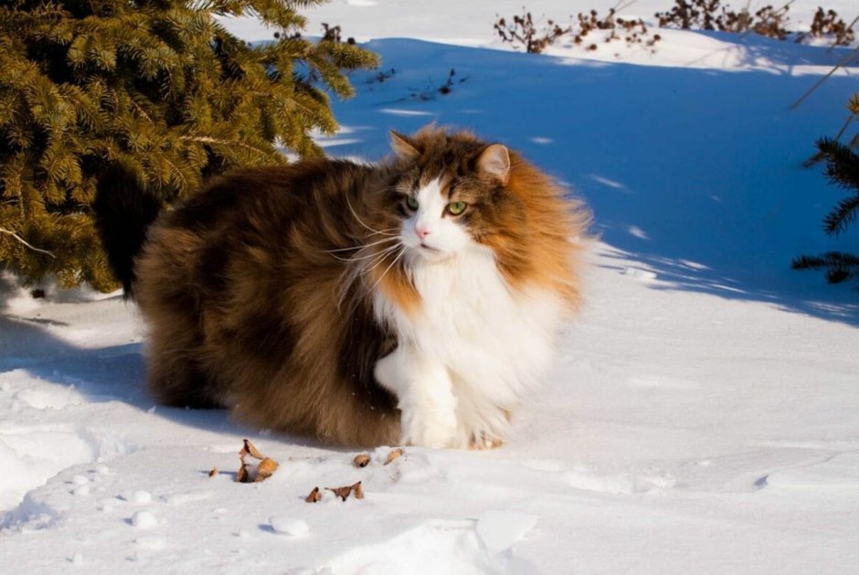Норвежская длинношерстная Лесная кошка