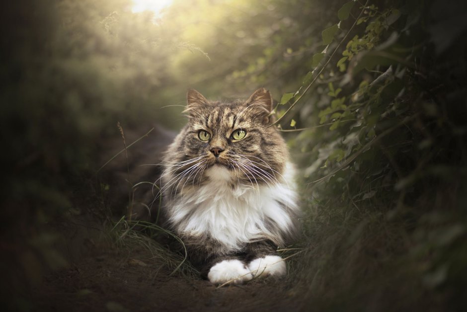 Сибирская кошка