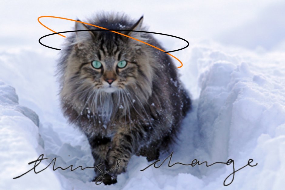 Лесной кот