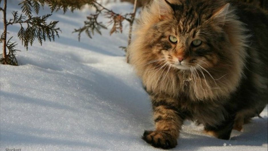 Норвежский Лесной кот