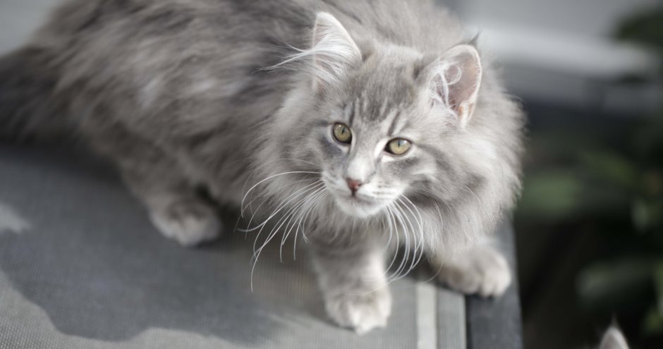 Норвежские Лесные котята серые